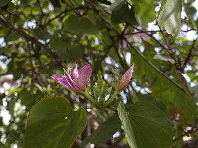 丁香花 春天 树叶