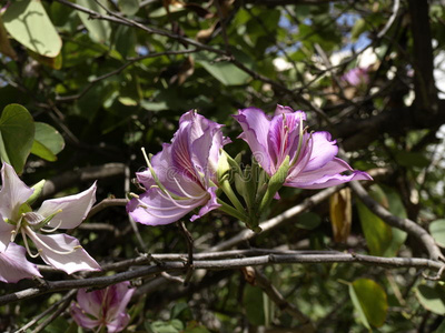 丁香花