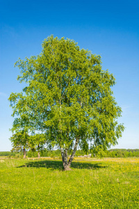 桦木 美女 夏天 树叶 领域 天空 草地 俄罗斯 树干 自然
