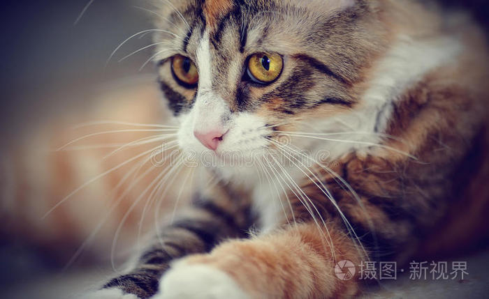 动物 兽医 耳朵 小猫 眼睛 友谊 猫科动物 基蒂 毛茸茸的