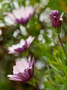 花园雏菊花