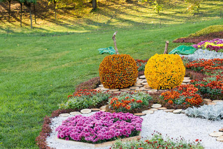 用五颜六色的菊花做成苹果形状的花坛。 乌克兰基辅的帕克兰。