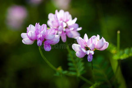 野花 颜色 自然 夏天 季节 花的 植物区系 植物 草地