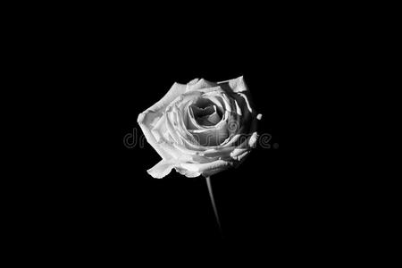 纯洁的思想黑白玫瑰照片