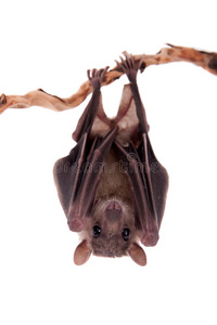 埃及水果蝙蝠分离在白色照片