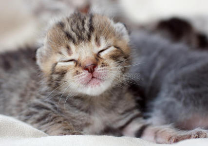 熟睡的小猫宝宝照片