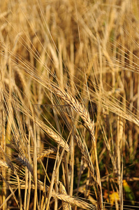 粮食 谷类食品 玉米 场景 黑麦 农田 风景 收获 领域