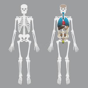 器官 肩胛骨 头盖骨 肝脏 下巴 胸腔 肾脏 骨架 解剖学