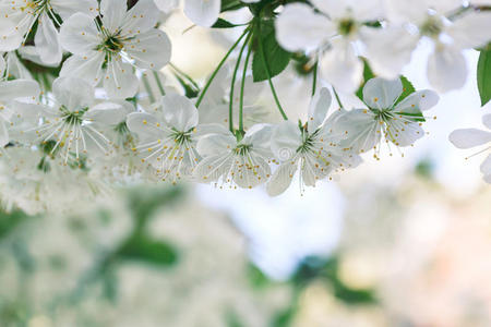 春天樱花盛开