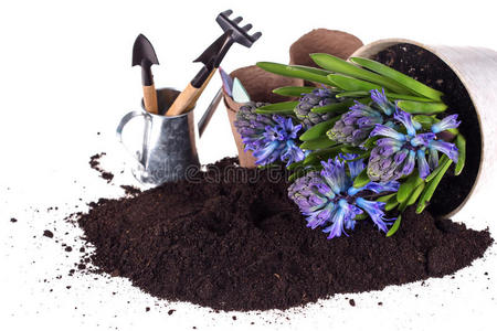 花盆，地面和花园工具中的花