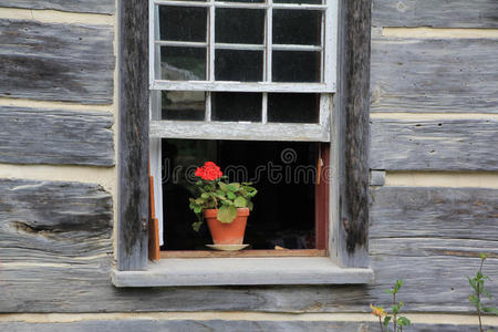 玻璃 建筑学 自然 木材 天竺葵 日志 窗格 国家 窗台