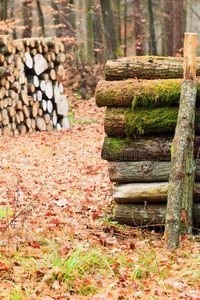秋天森林里的一大堆木头