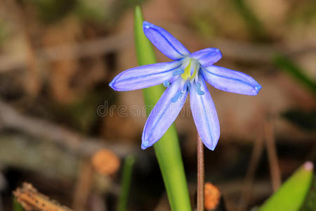 初春花