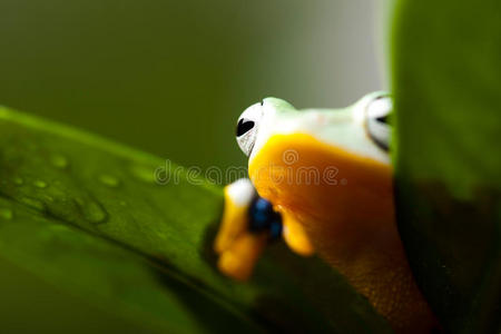 彩色背景上的绿色树蛙