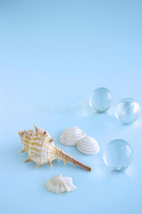 夏天 蜗牛 透明的 海滩 贝壳 海洋 大理石