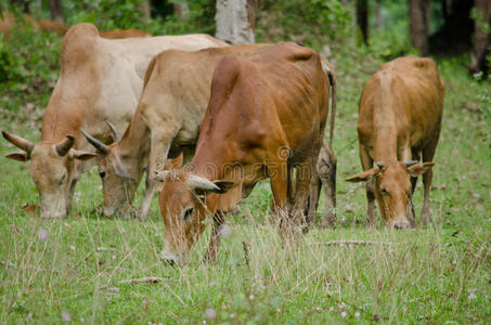 泰国的奶牛
