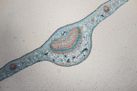 在这一阶段,薄壁细胞的横纵截面处于其主要分生组织状态,复古线绘制或