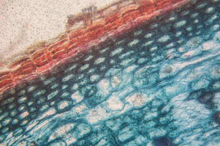 形成层细胞-观察显微镜照片