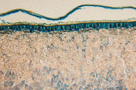 形成层细胞-观察显微镜照片