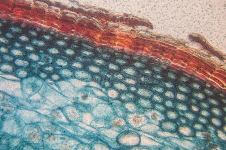 显微镜形成层细胞观察显微镜显示薄壁组织第一和第二发育阶段的图片