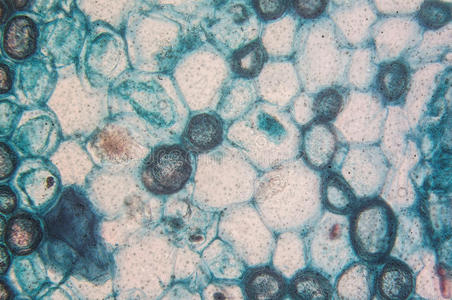 显微镜观察细菌形成层细胞-观察显微镜照片