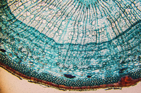 形成层细胞观察显微镜照片