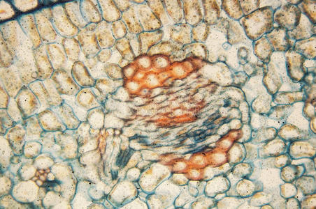 显微镜观察细菌形成层细胞-观察显微镜照片