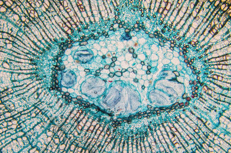 形成层细胞-观察显微镜照片