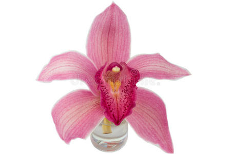 液体 美丽的 植物 奢侈 健康 生活 照顾 玻璃 兰花 瓶子