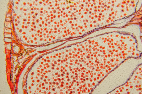 显微镜 植物 细胞 显微照片 技术 植物学 生物学 科学