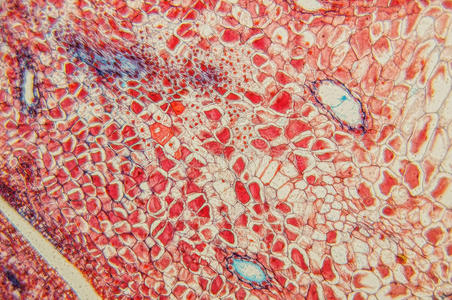 细胞 植物学 放大倍数 科学 显微照片 生物学 韧皮部 技术