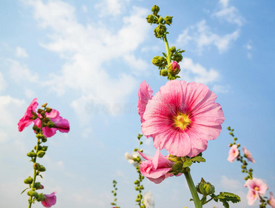 分支 特写镜头 善待动物组织 生长 开花 花的 锦葵 自然