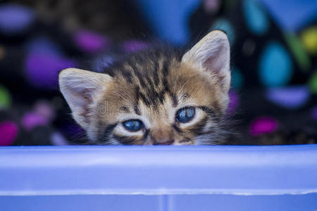 可爱的小猫，蓝眼睛看着篮子