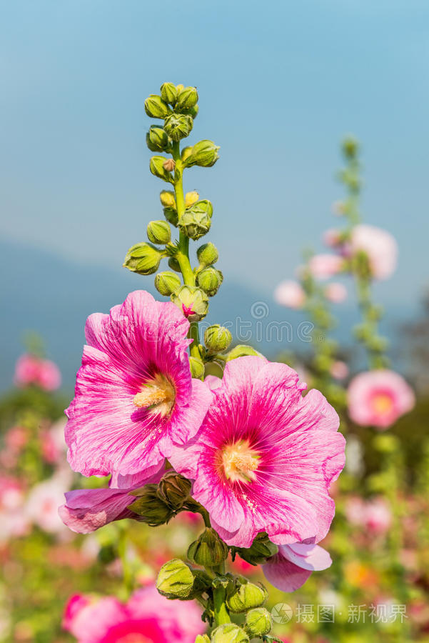 锦葵科 马尔瓦 生态学 植物学 盛开 生长 植物区系 花园