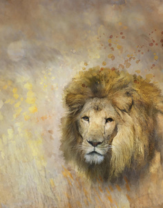 非洲狮肖像
