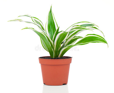 Dracaena fragrans玉米茎