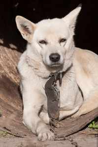 毛皮 孤独 照相机 犬科动物 滥用 英镑 日光 悲伤 爪子