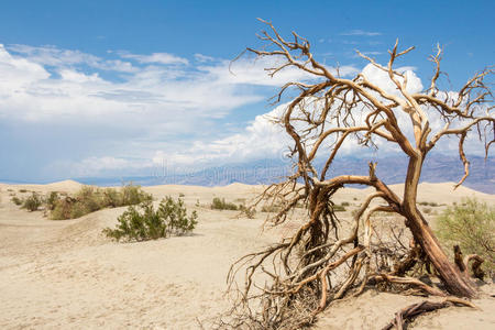 死亡谷国家公园的死树