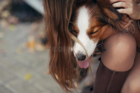 边境牧羊犬躺在一个女孩的腿上