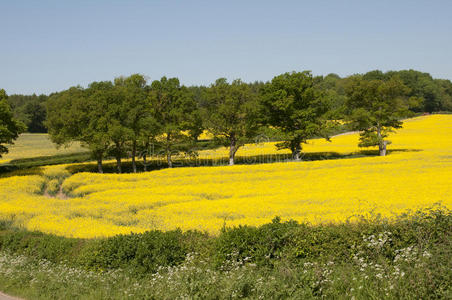 春天 行业 风景 英国 农业 盛开 汉普郡 油菜 颜色 开花