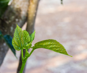 田间桑叶树照片