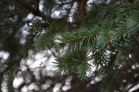 森林 大树枝 公园 季节 纹理 小枝 针叶树 特写镜头 植物