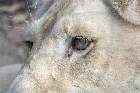 猫科动物 狮子座 眼睛 南方 食肉动物 母狮 狮子 捕食者