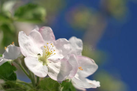 苹果树花