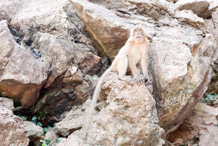 分支 恒河猴 进化 哺乳动物 丛林 亚洲 可爱的 岩石 生物