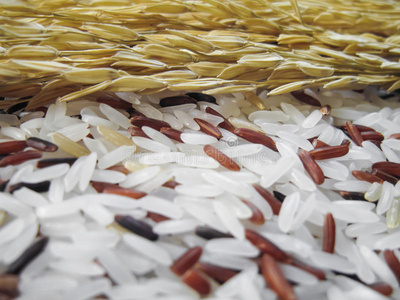 粮食 全麦 农业 木材 生的 大米 麸皮 农事 文化 谷类食品