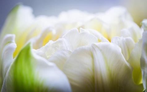 颜色 荷兰 雌蕊 花的 自然 花瓣 花粉 在室内 植物 纯洁