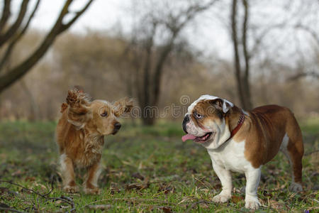 英国斗牛犬和公鸡猎犬在草坪上玩耍