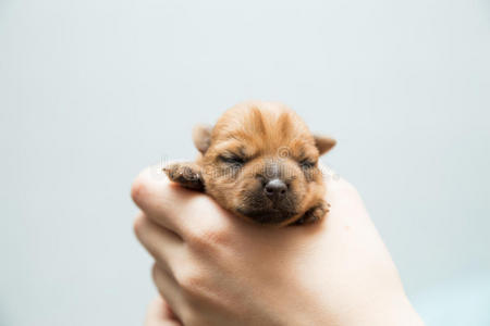 新生幼犬