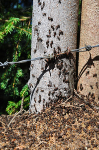 夏天森林里有蚂蚁群落的大蚁丘